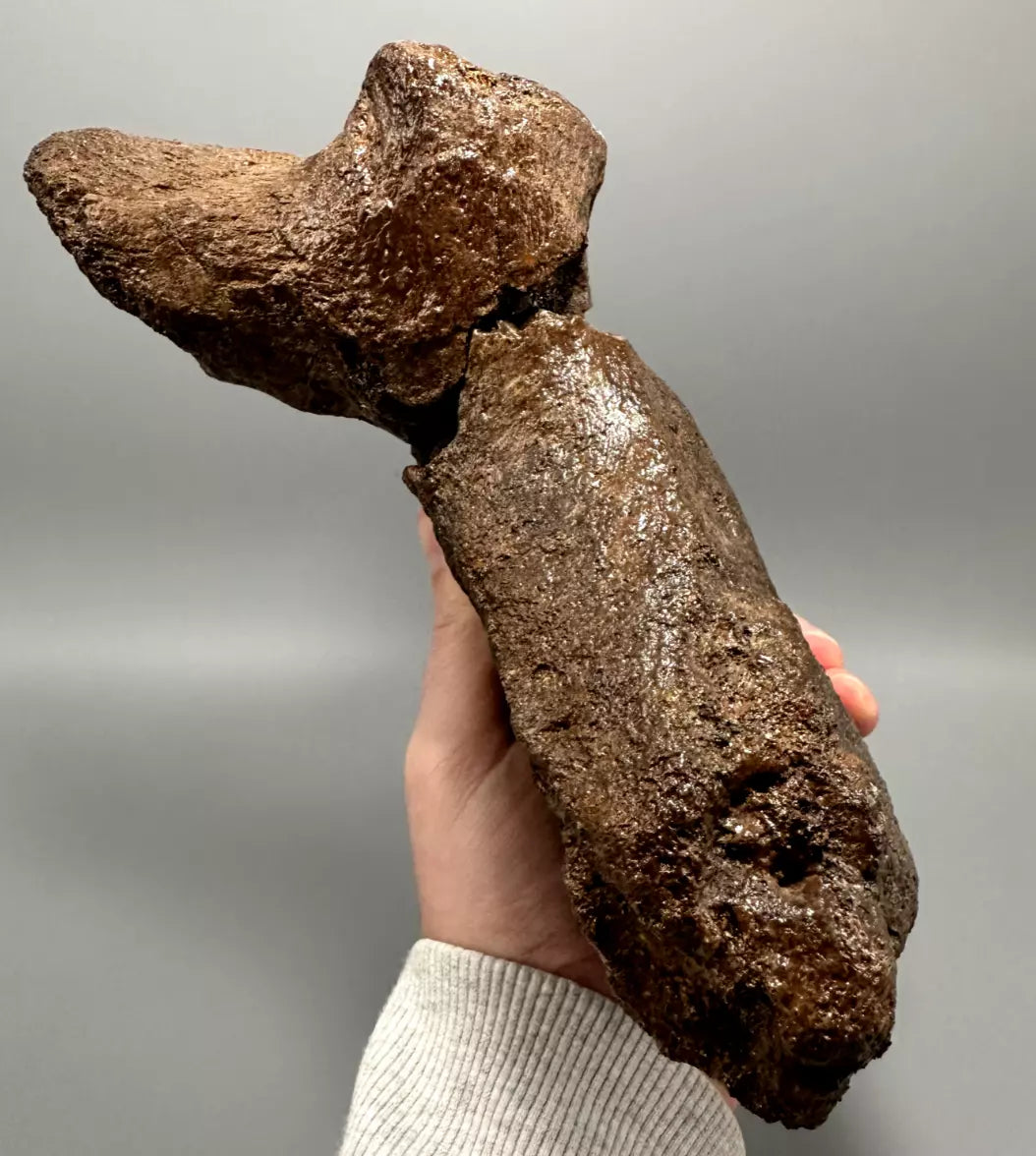 Ankylosaur Caudal Vertebrae, Hell Creek Formation