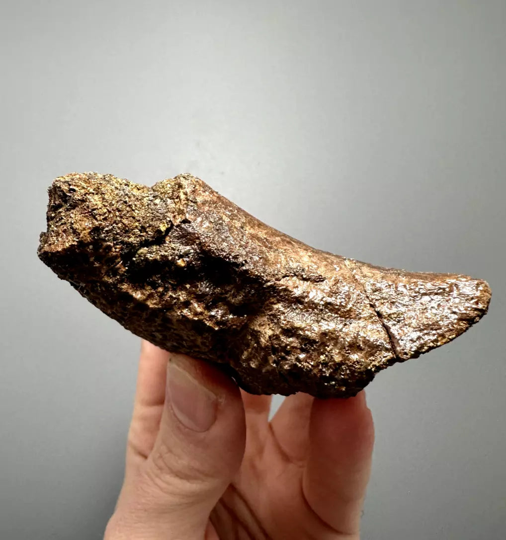 Basilemys Turtle Shell fragment, Hell Creek Formation