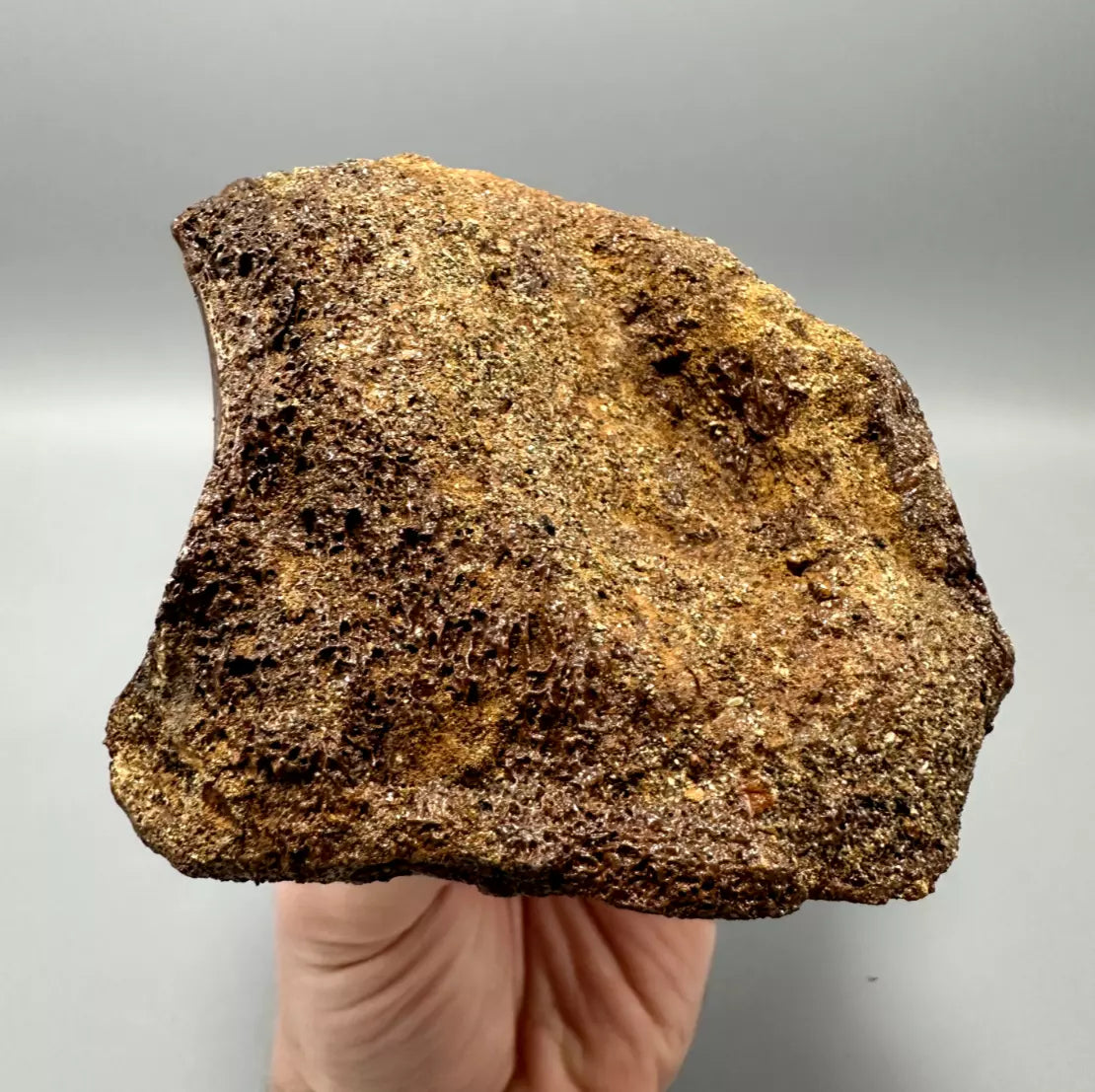 T-Rex Bite Marks on Hadrosaur Vertebrae, Hell Creek Formation