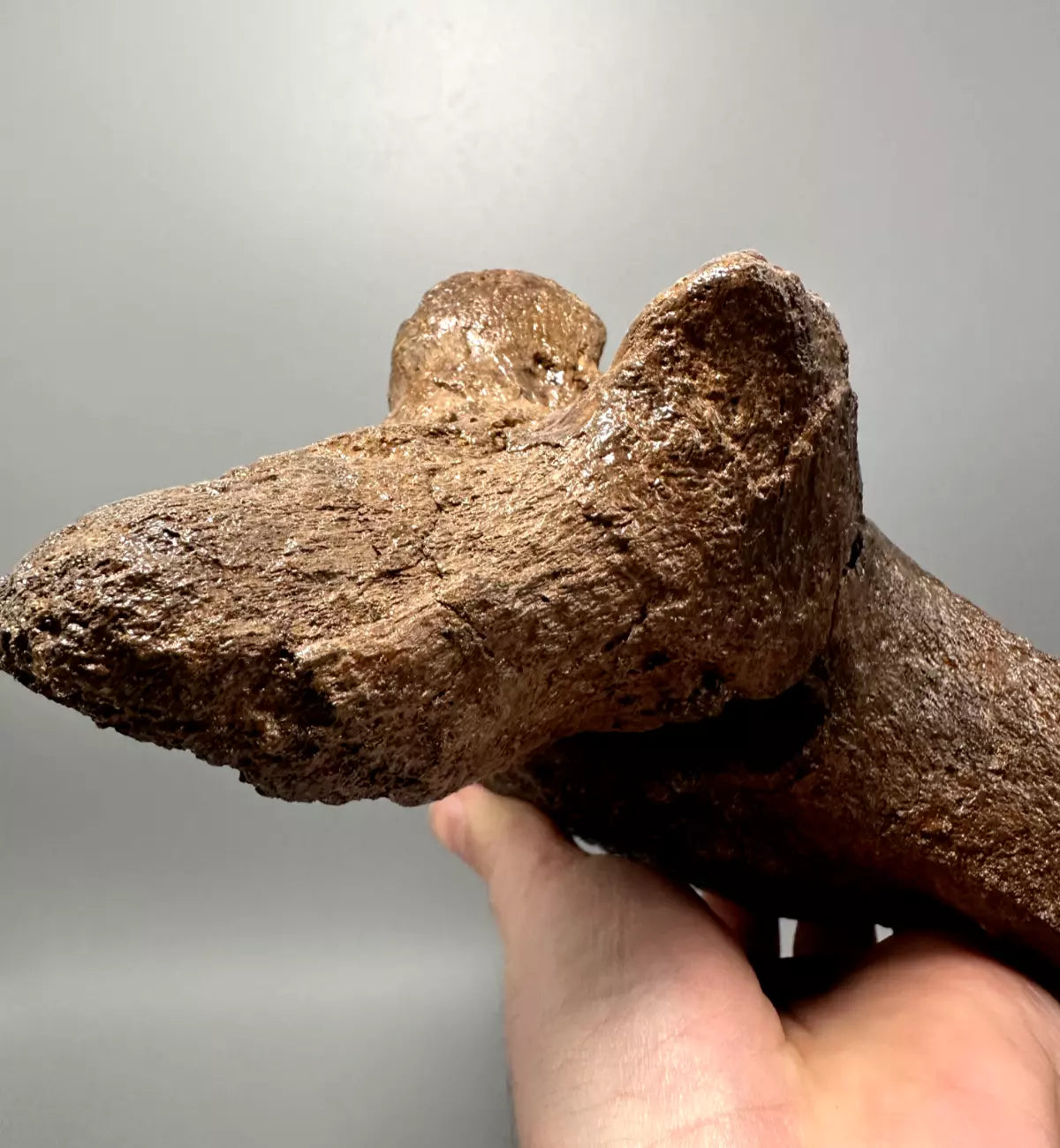 Ankylosaur Caudal Vertebrae, Hell Creek Formation