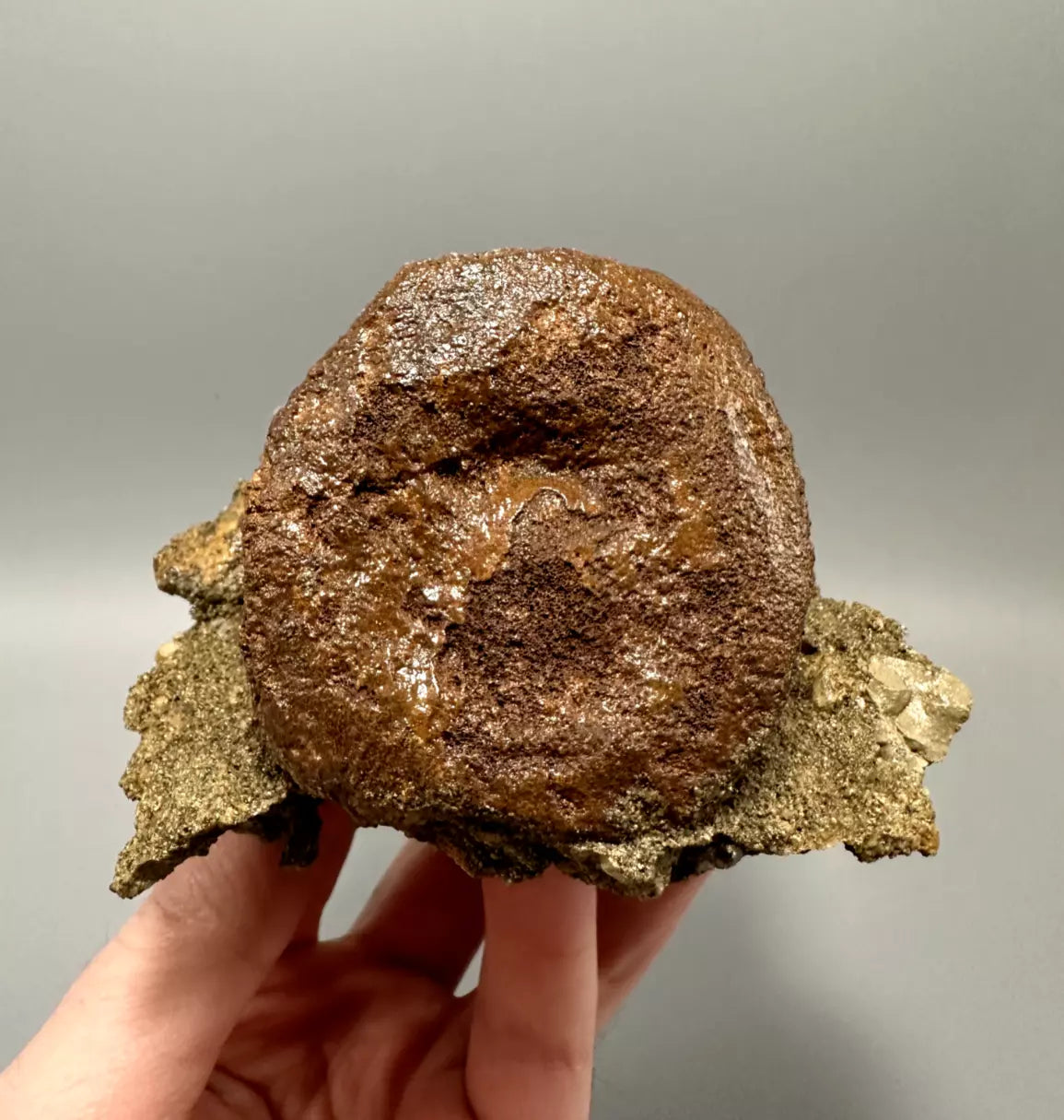 In Matrix Hadrosaur Caudal Vertebrae Mount, Hell Creek Formation