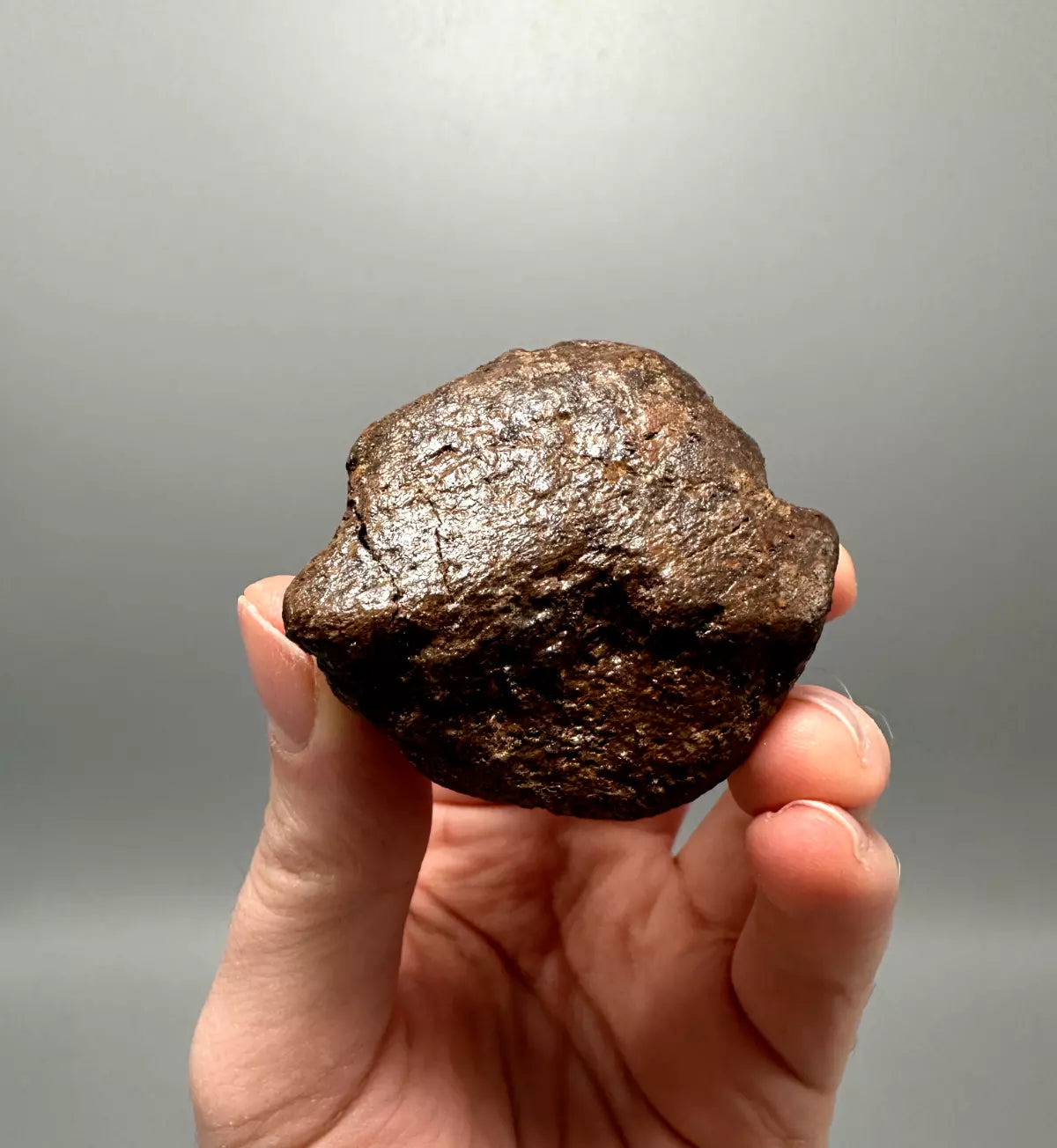 2.0" Ankylosaur Scute Fossil, Hell creek formation