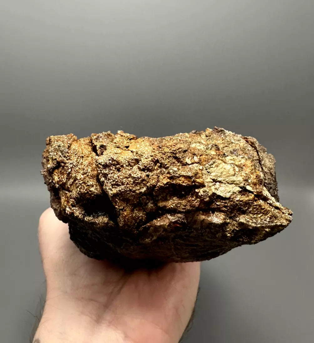 Juvenile Edmontosaurus Hadrosaur Humerus, Hell Creek Formation