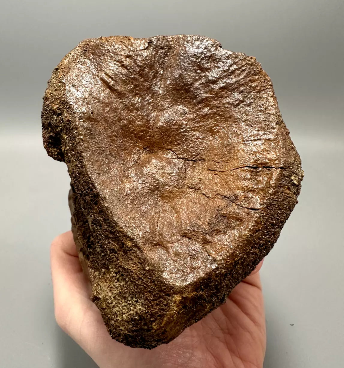 T-Rex Bite Marks on Hadrosaur Vertebrae, Hell Creek Formation
