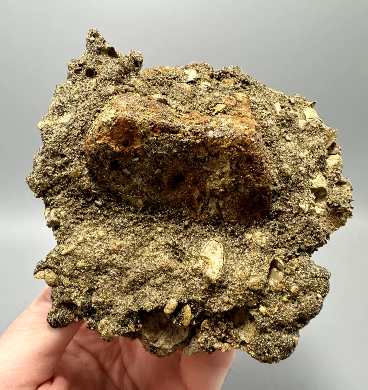In Matrix Hadrosaur Caudal Vertebrae Mount, Hell Creek Formation