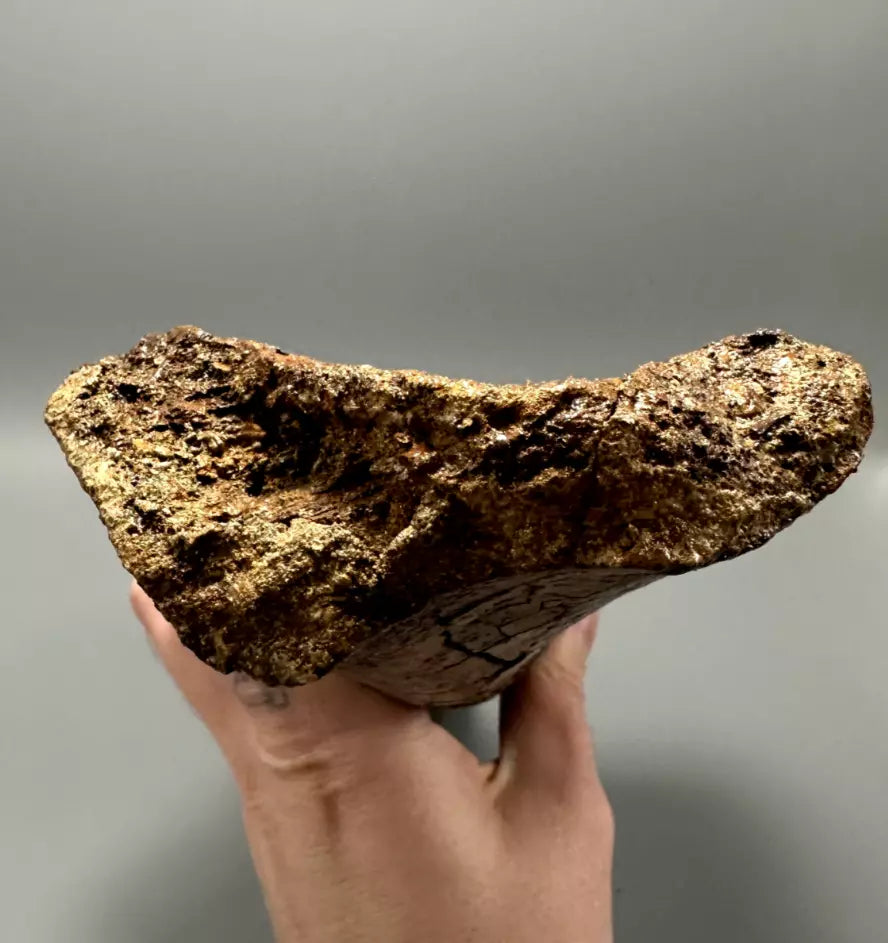 Juvenile Edmontosaurus Hadrosaur Humerus, Hell Creek Formation