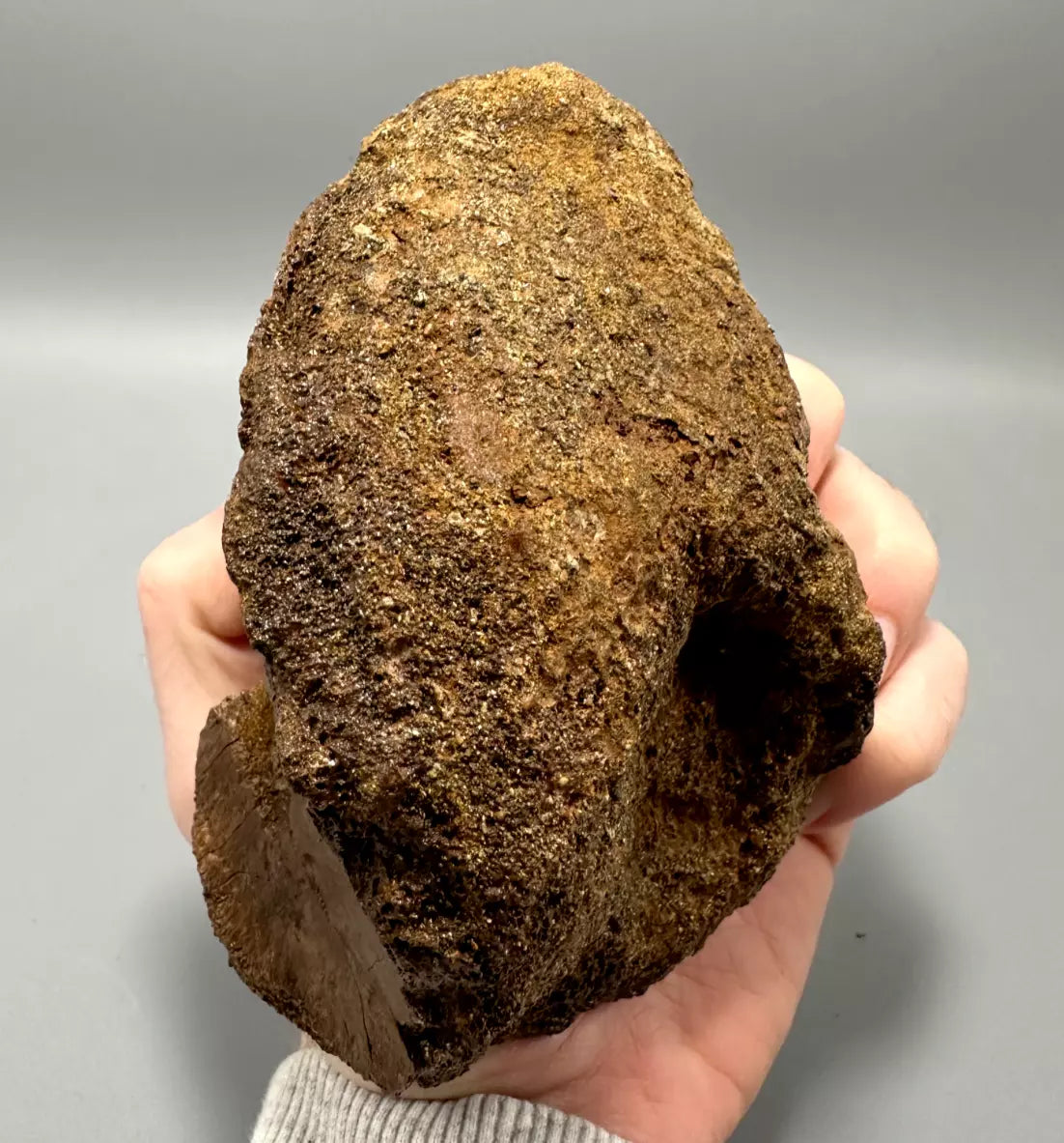 T-Rex Bite Marks on Hadrosaur Vertebrae, Hell Creek Formation
