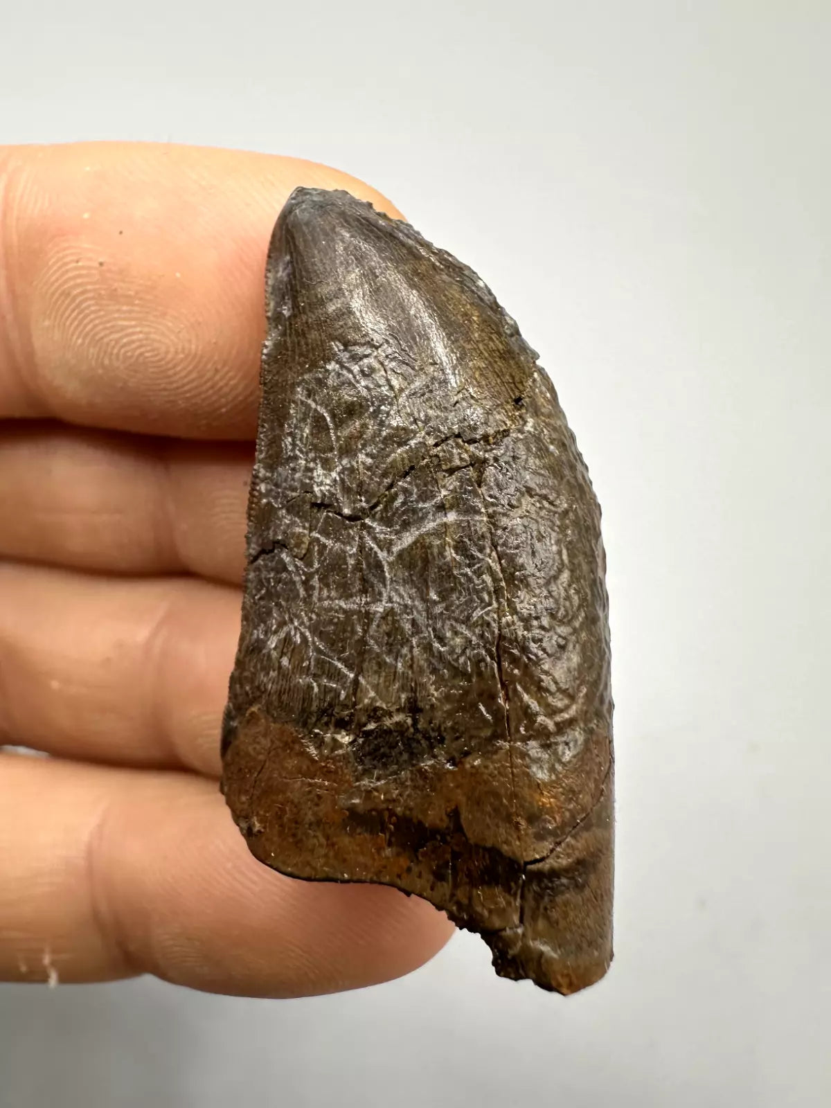 1.7" T-Rex tooth, tyrannosaurus Rex tooth fossil, Hell creek formation