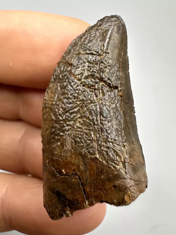 1.7" T-Rex tooth, tyrannosaurus Rex tooth fossil, Hell creek formation