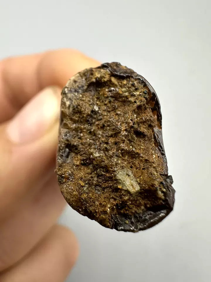 1.7" T-Rex tooth, tyrannosaurus Rex tooth fossil, Hell creek formation