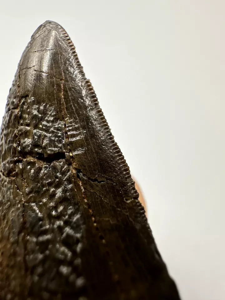 1.7" T-Rex tooth, tyrannosaurus Rex tooth fossil, Hell creek formation