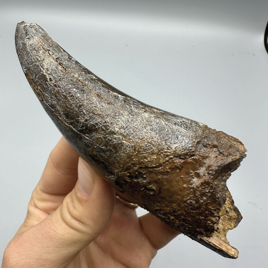 5.0” Tyrannosaurus rex Tooth Fossil, Hell Creek Formation