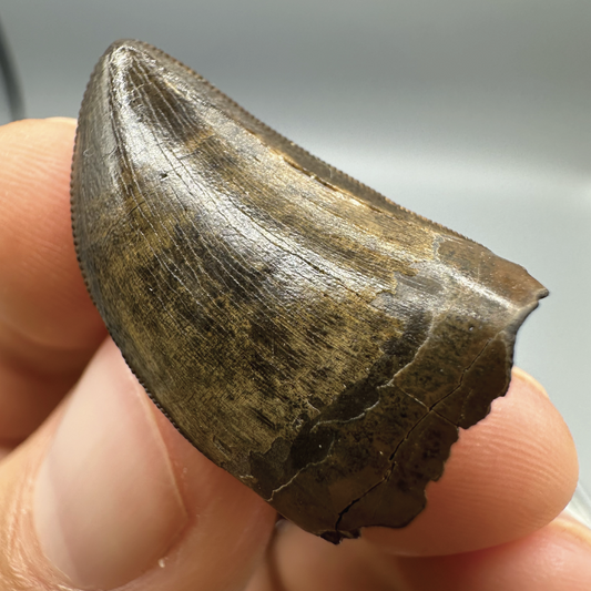 1.1” Tyrannosaurus rex Tooth Fossil, Hell Creek Formation