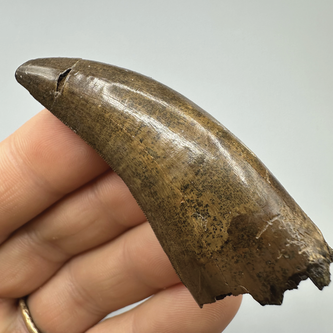 2.54” Tyrannosaurus rex Tooth Fossil, Hell Creek Formation