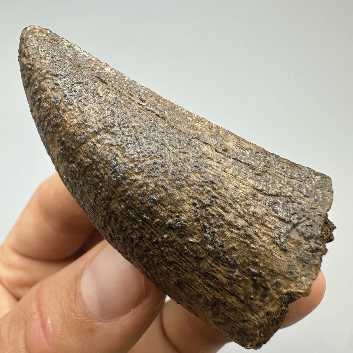 2.7” Tyrannosaurus rex Tooth Fossil, Hell Creek Formation