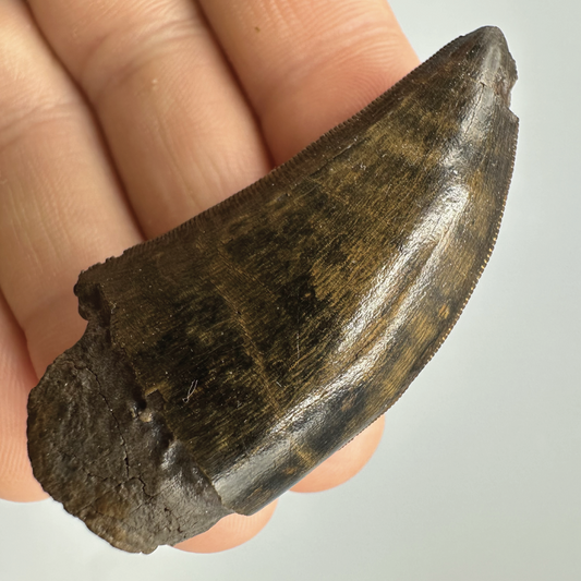 2.0” Tyrannosaurus rex Tooth Fossil, Hell Creek Formation