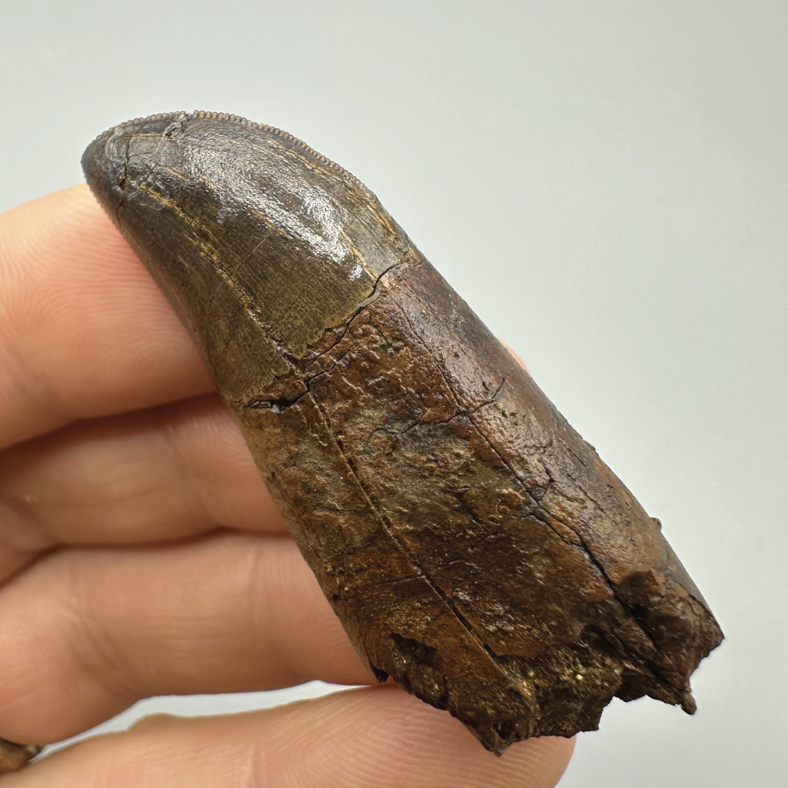 2.1" Tyrannosaurus rex Tooth Fossil, Hell Creek Formation