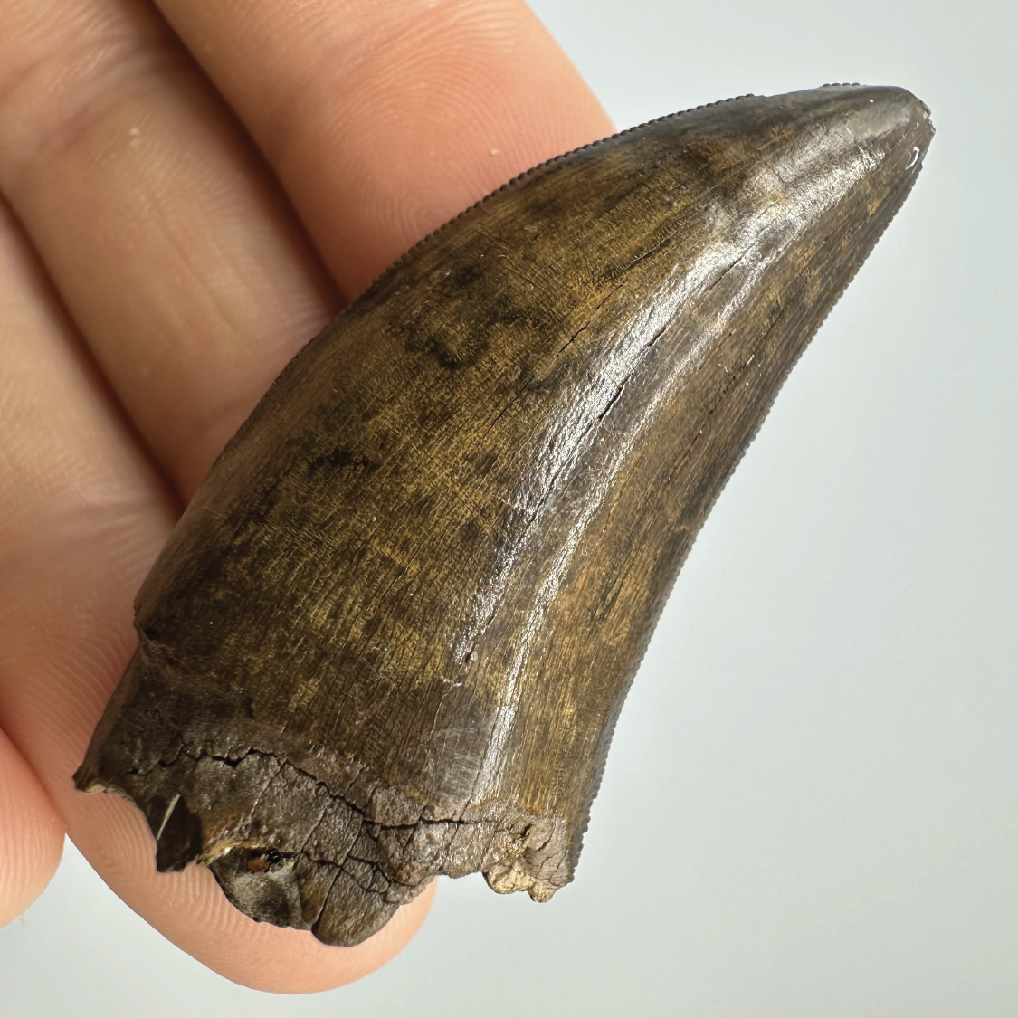 2.0” Tyrannosaurus rex Tooth Fossil, Hell Creek Formation