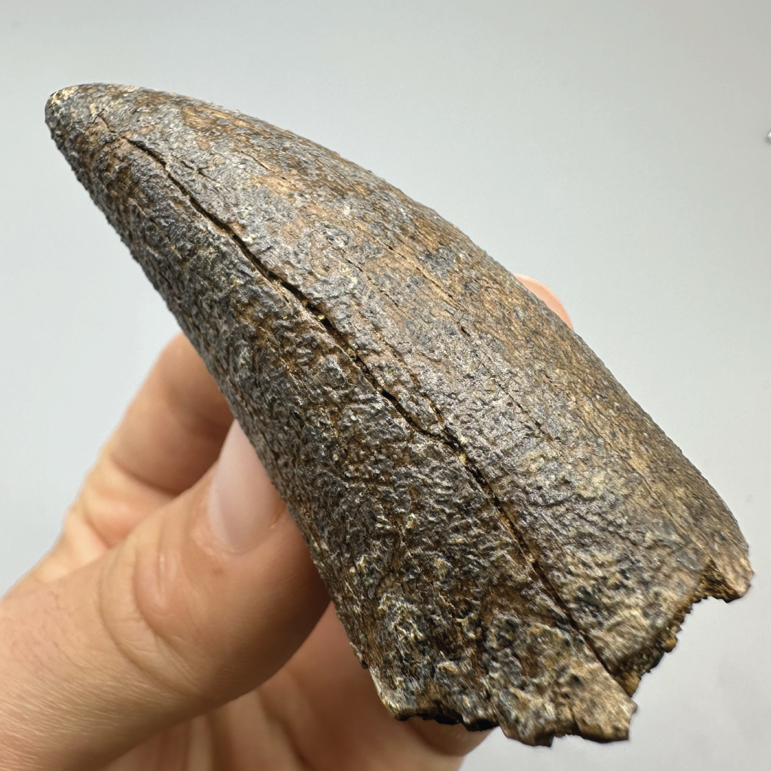 2.7” Tyrannosaurus rex Tooth Fossil, Hell Creek Formation