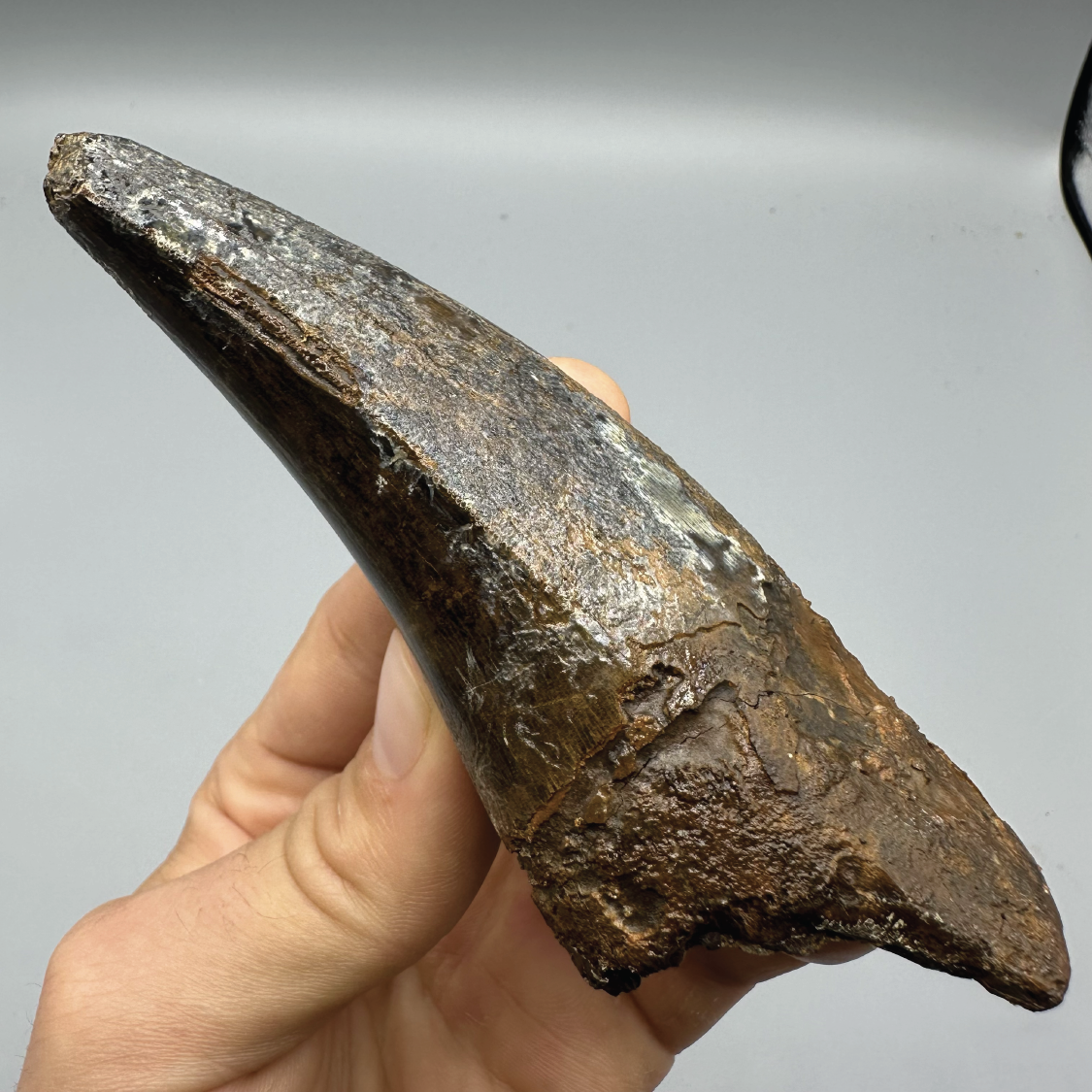 5.0” Tyrannosaurus rex Tooth Fossil, Hell Creek Formation