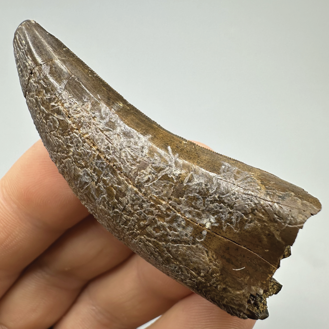 2.54” Tyrannosaurus rex Tooth Fossil, Hell Creek Formation