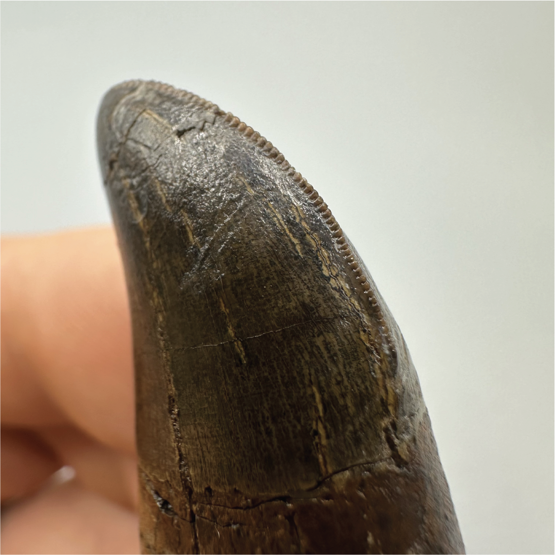 2.1" Tyrannosaurus rex Tooth Fossil, Hell Creek Formation