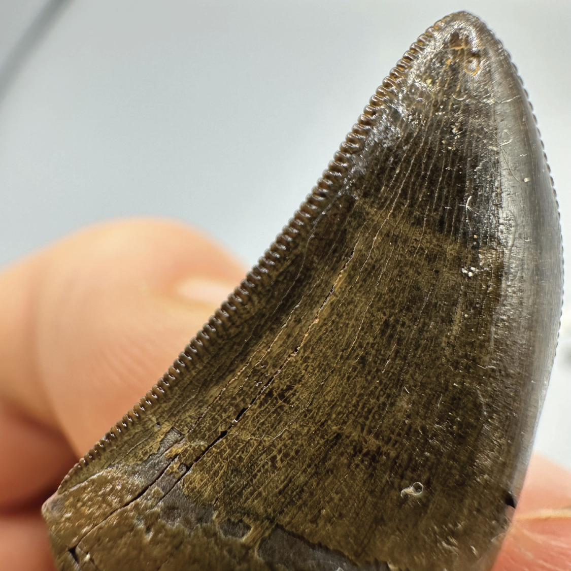 1.1” Tyrannosaurus rex Tooth Fossil, Hell Creek Formation