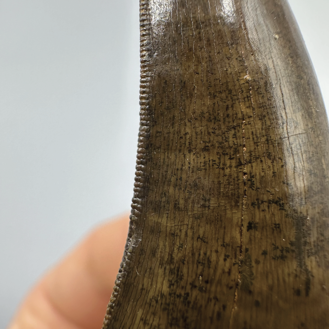 2.54” Tyrannosaurus rex Tooth Fossil, Hell Creek Formation