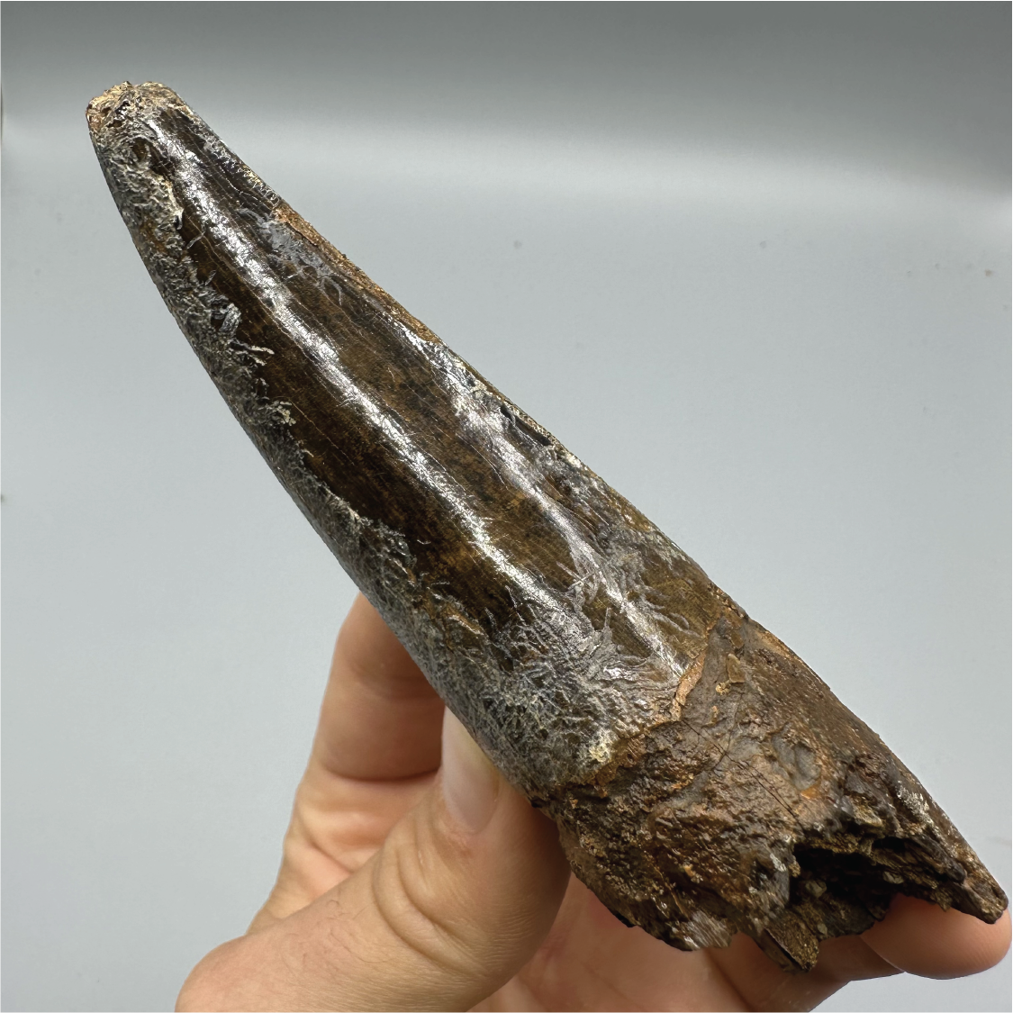 5.0” Tyrannosaurus rex Tooth Fossil, Hell Creek Formation