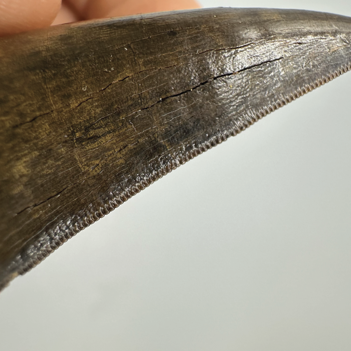 2.0” Tyrannosaurus rex Tooth Fossil, Hell Creek Formation