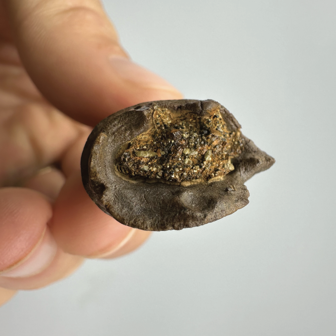 2.0” Tyrannosaurus rex Tooth Fossil, Hell Creek Formation