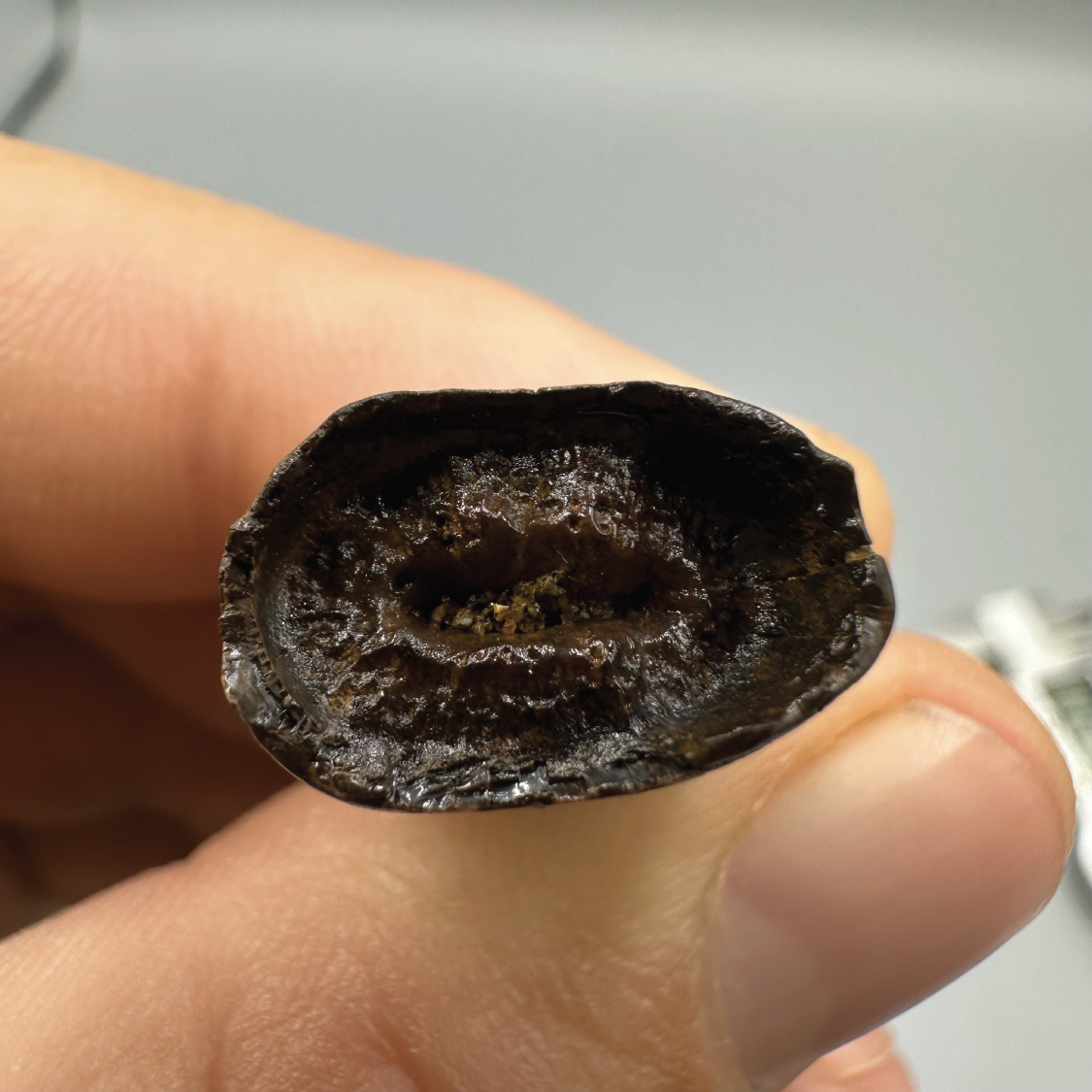 1.1” Tyrannosaurus rex Tooth Fossil, Hell Creek Formation