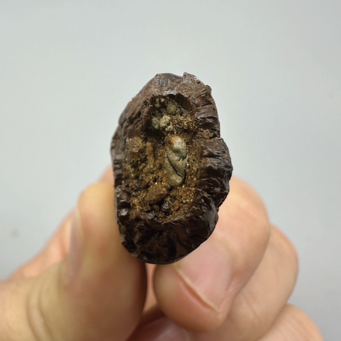 2.1" Tyrannosaurus rex Tooth Fossil, Hell Creek Formation
