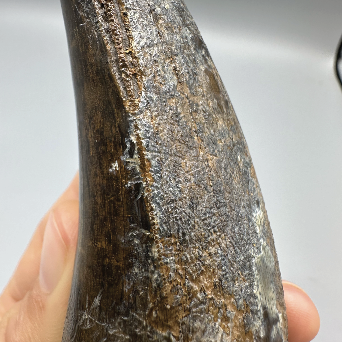 5.0” Tyrannosaurus rex Tooth Fossil, Hell Creek Formation