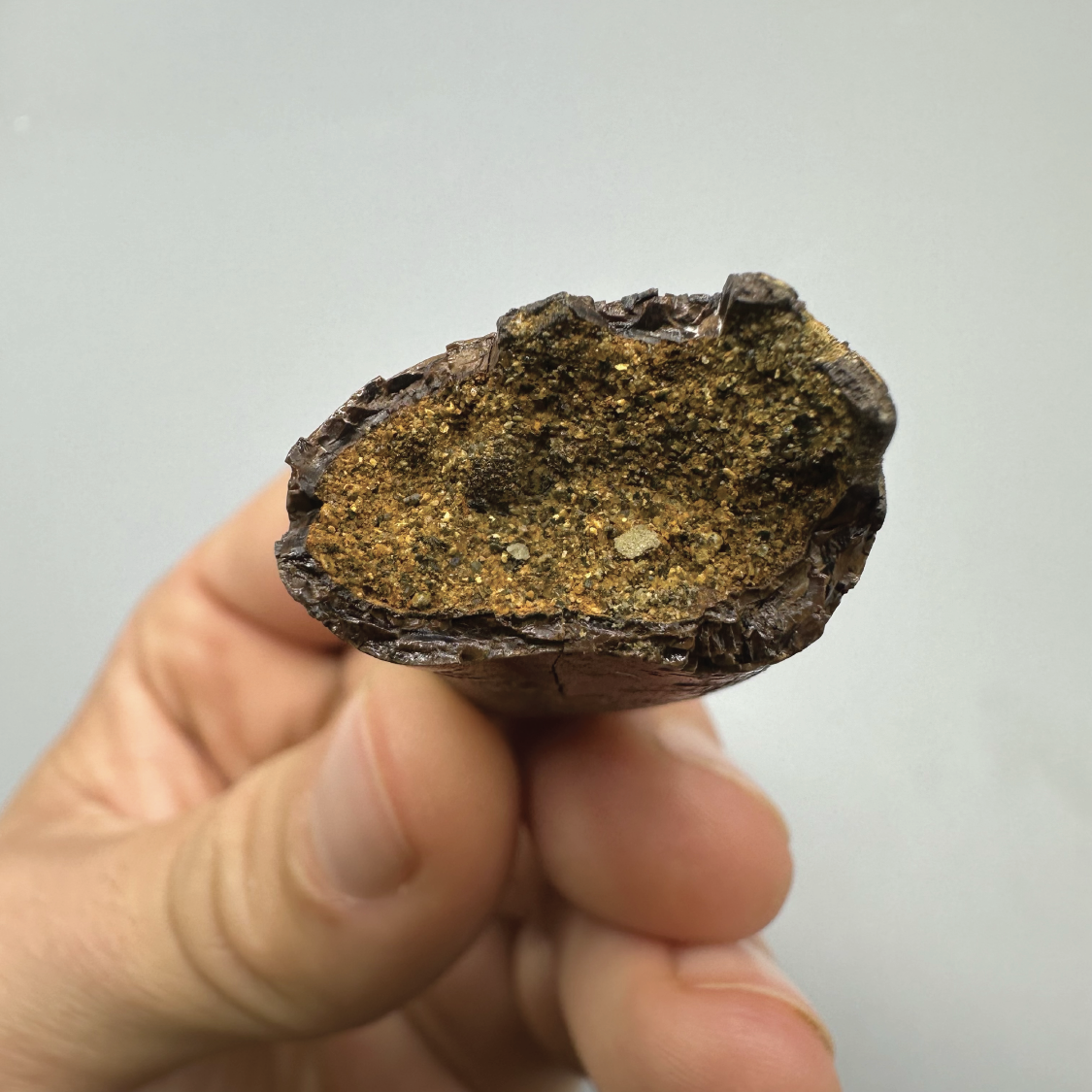 2.54” Tyrannosaurus rex Tooth Fossil, Hell Creek Formation