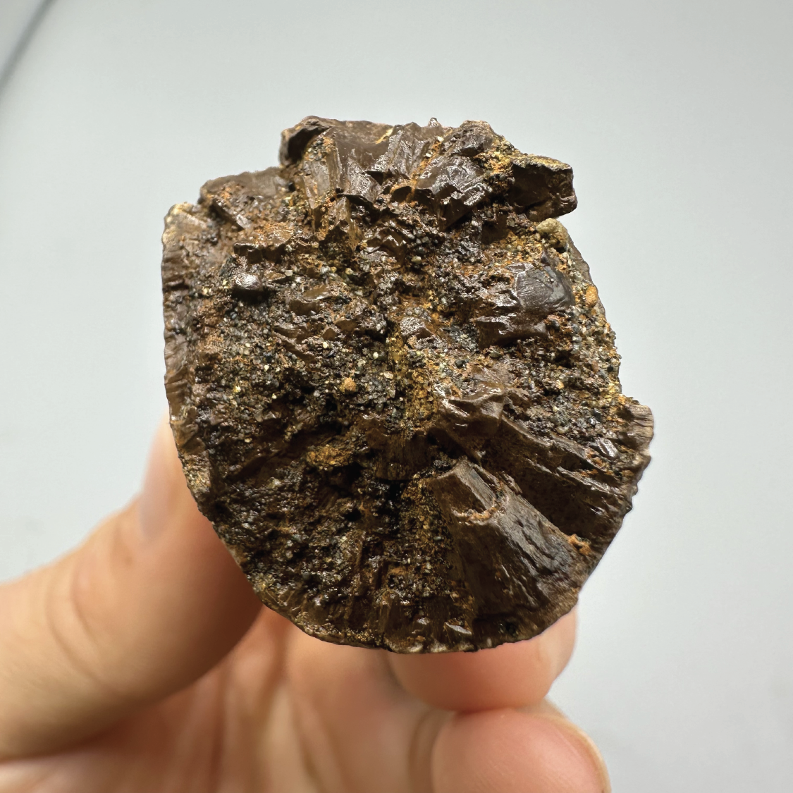 2.7” Tyrannosaurus rex Tooth Fossil, Hell Creek Formation
