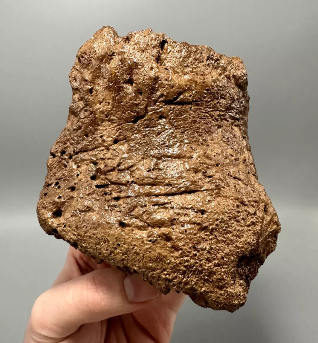 Ankylosaur Scute, Hell Creek Formation