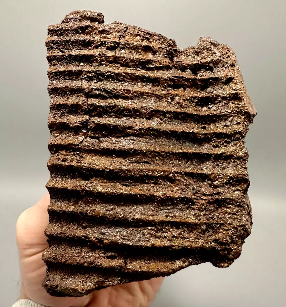 Edmontosaurus Hadrosaur Maxillary Jaw Plate, Hell creek formation