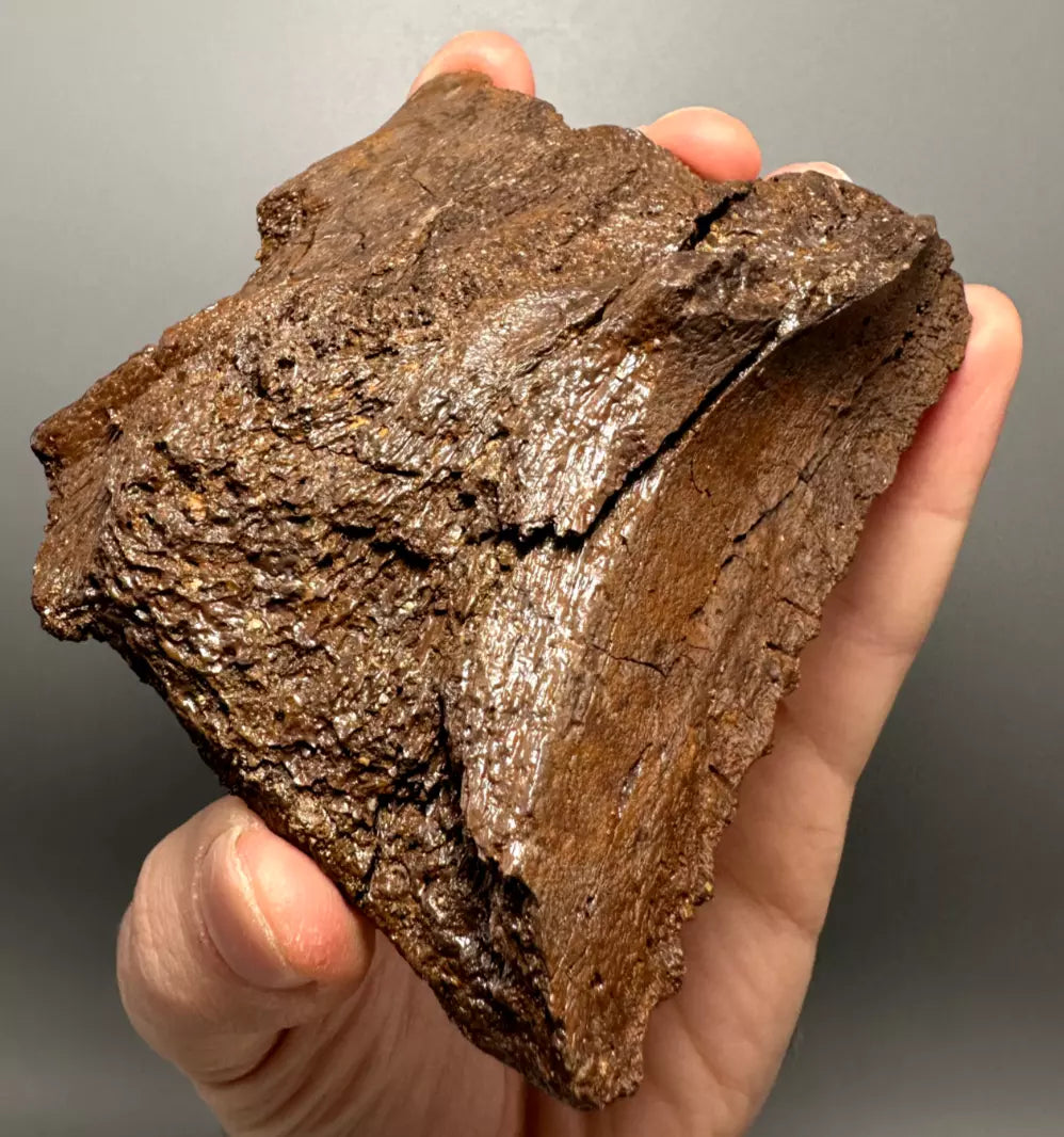 Edmontosaurus Hadrosaur Maxillary Jaw Plate, Hell creek formation