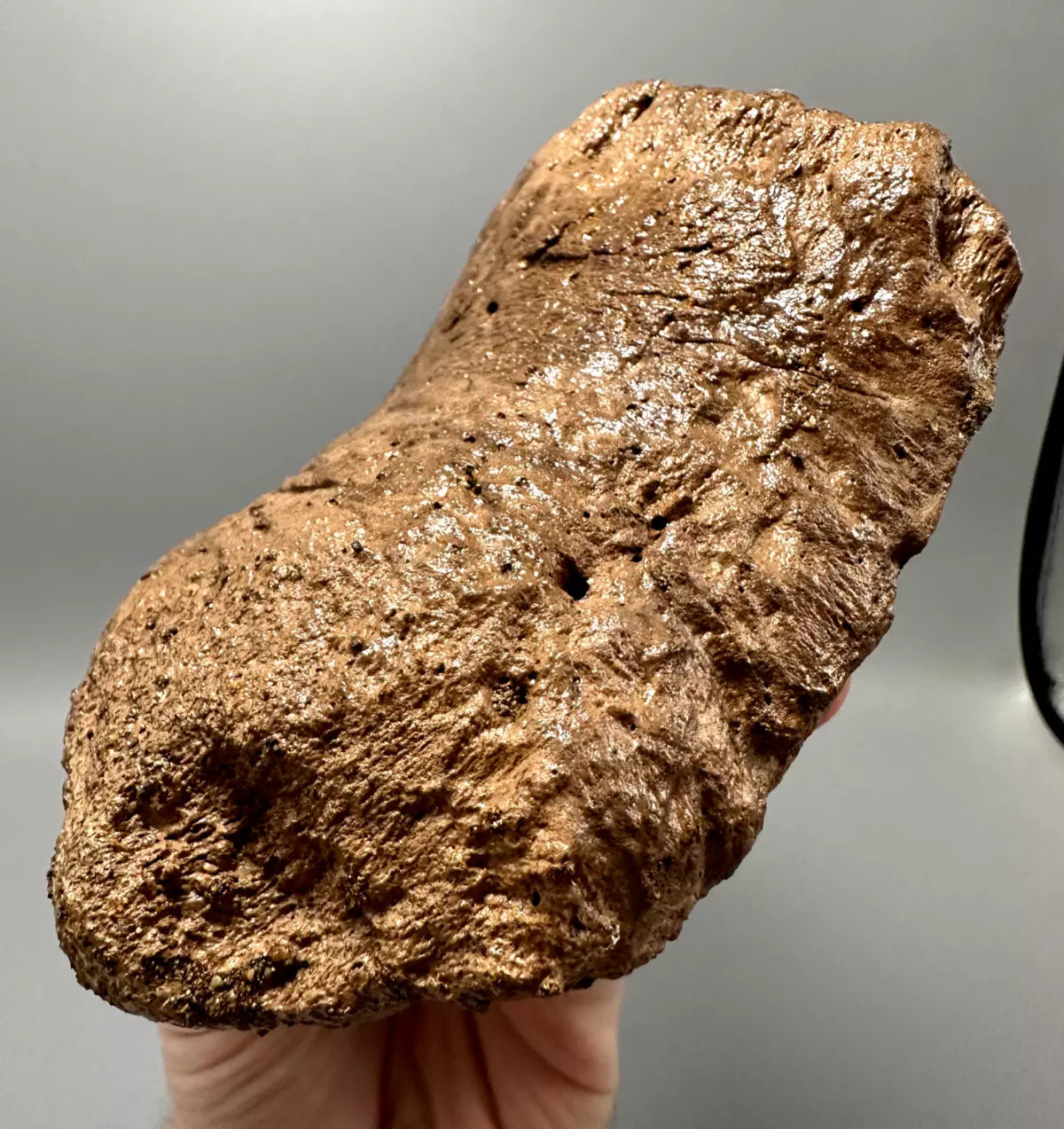 Ankylosaur Scute, Hell Creek Formation