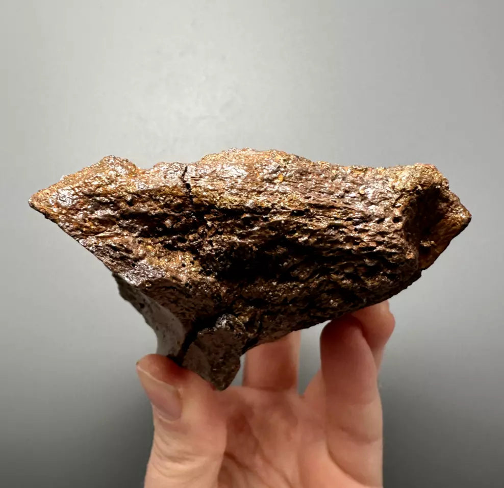 Edmontosaurus Hadrosaur Maxillary Jaw Plate, Hell creek formation