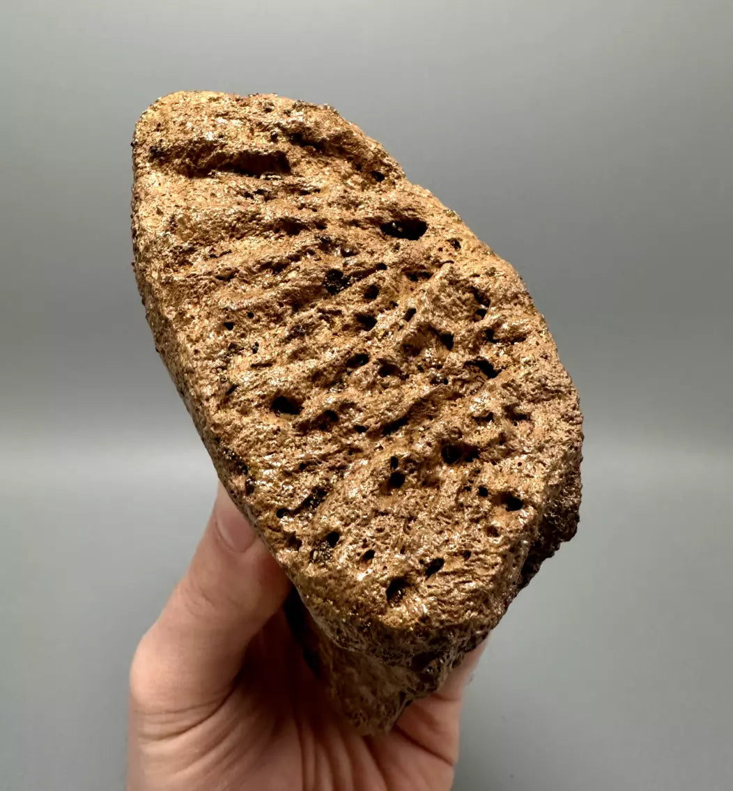 Ankylosaur Scute, Hell Creek Formation
