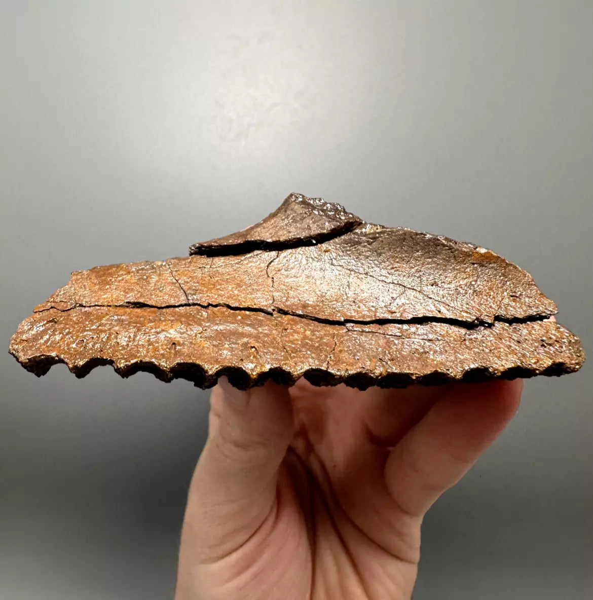 Edmontosaurus Hadrosaur Maxillary Jaw Plate, Hell creek formation