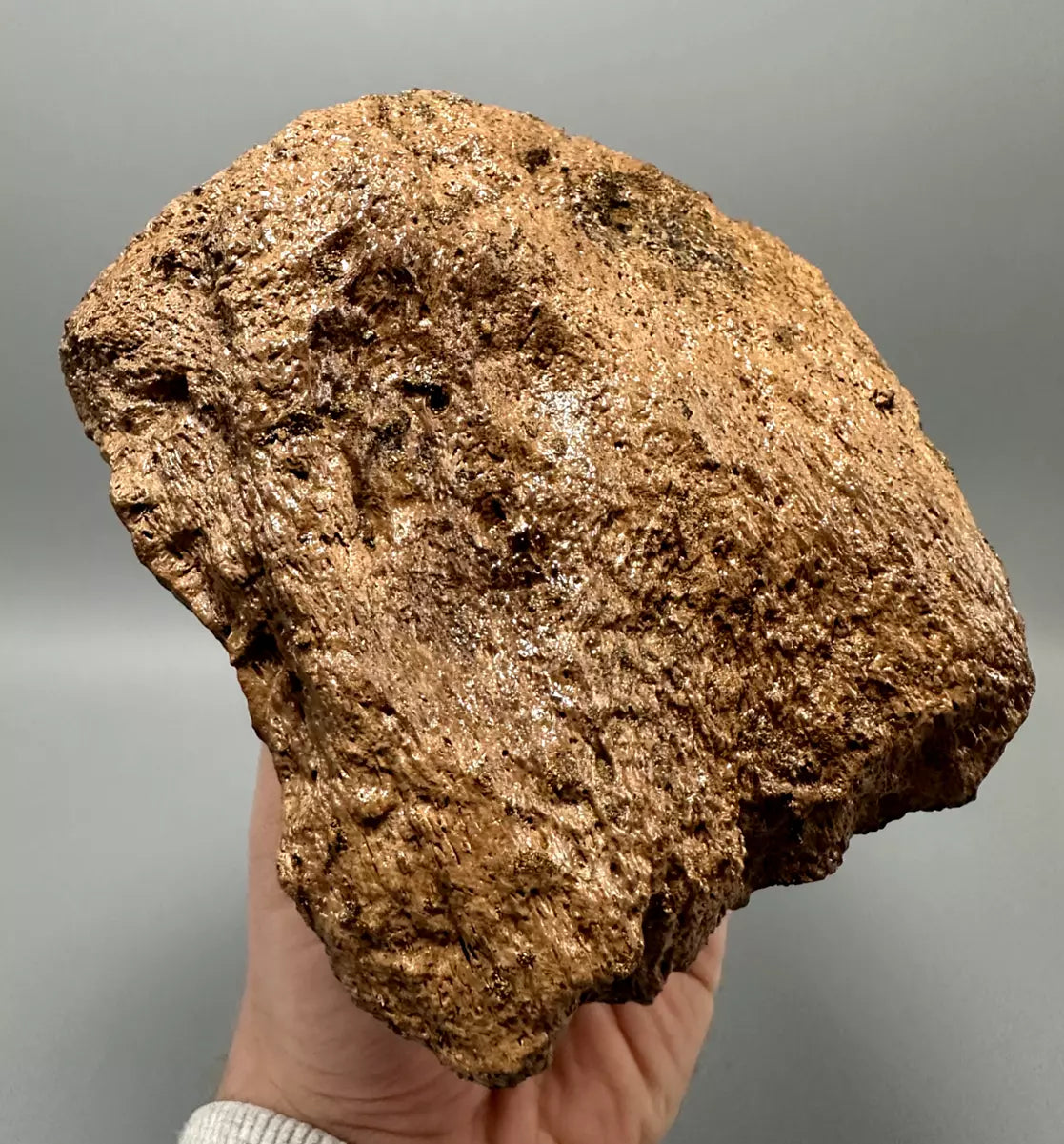 Ankylosaur Scute, Hell Creek Formation