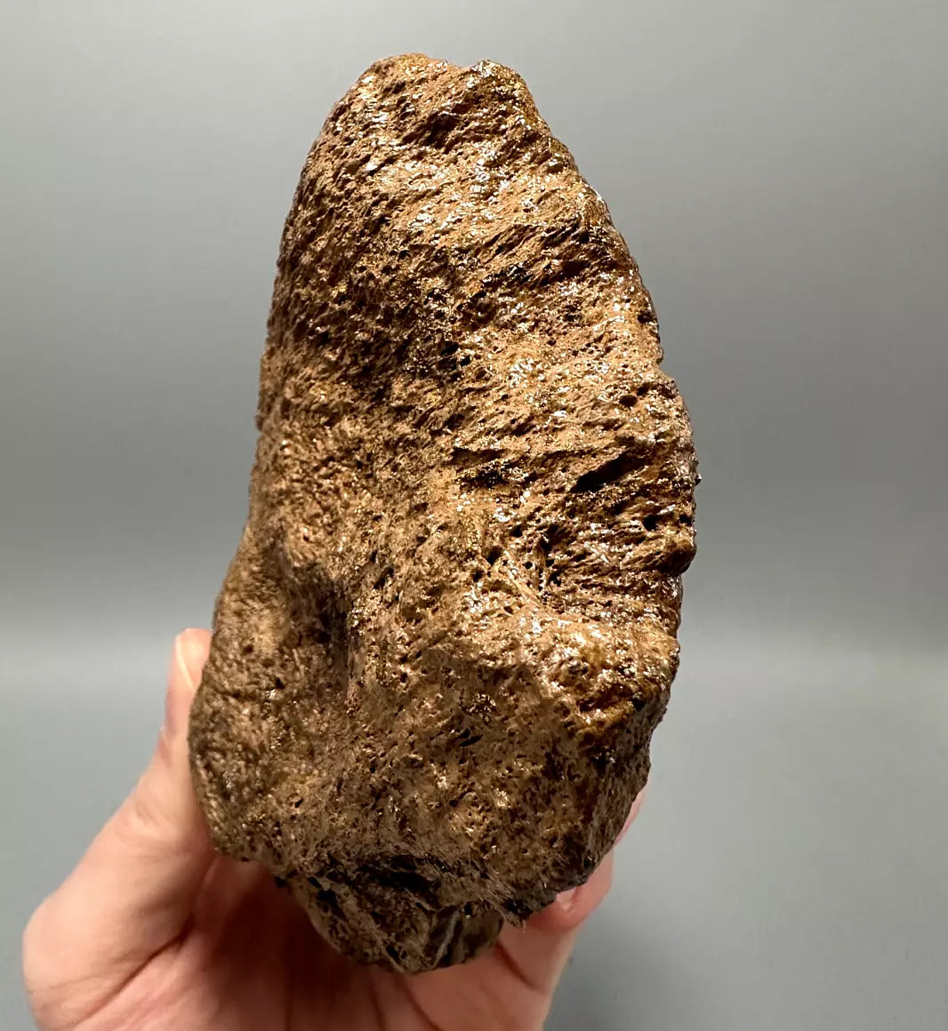 Ankylosaur Scute, Hell Creek Formation