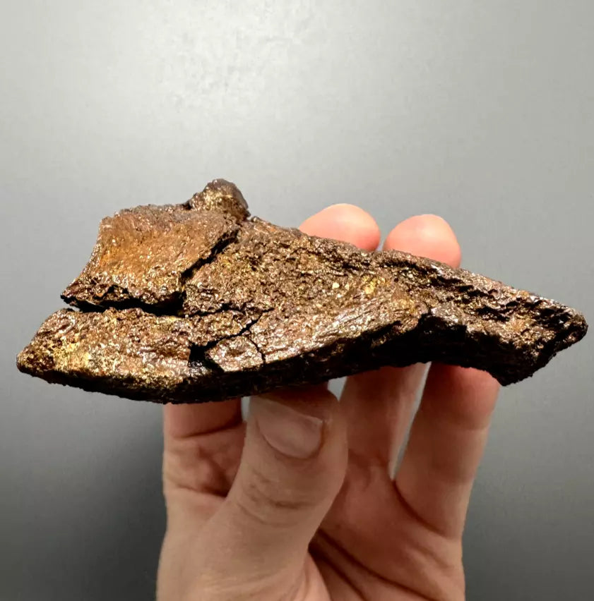 Edmontosaurus Hadrosaur Maxillary Jaw Plate, Hell creek formation