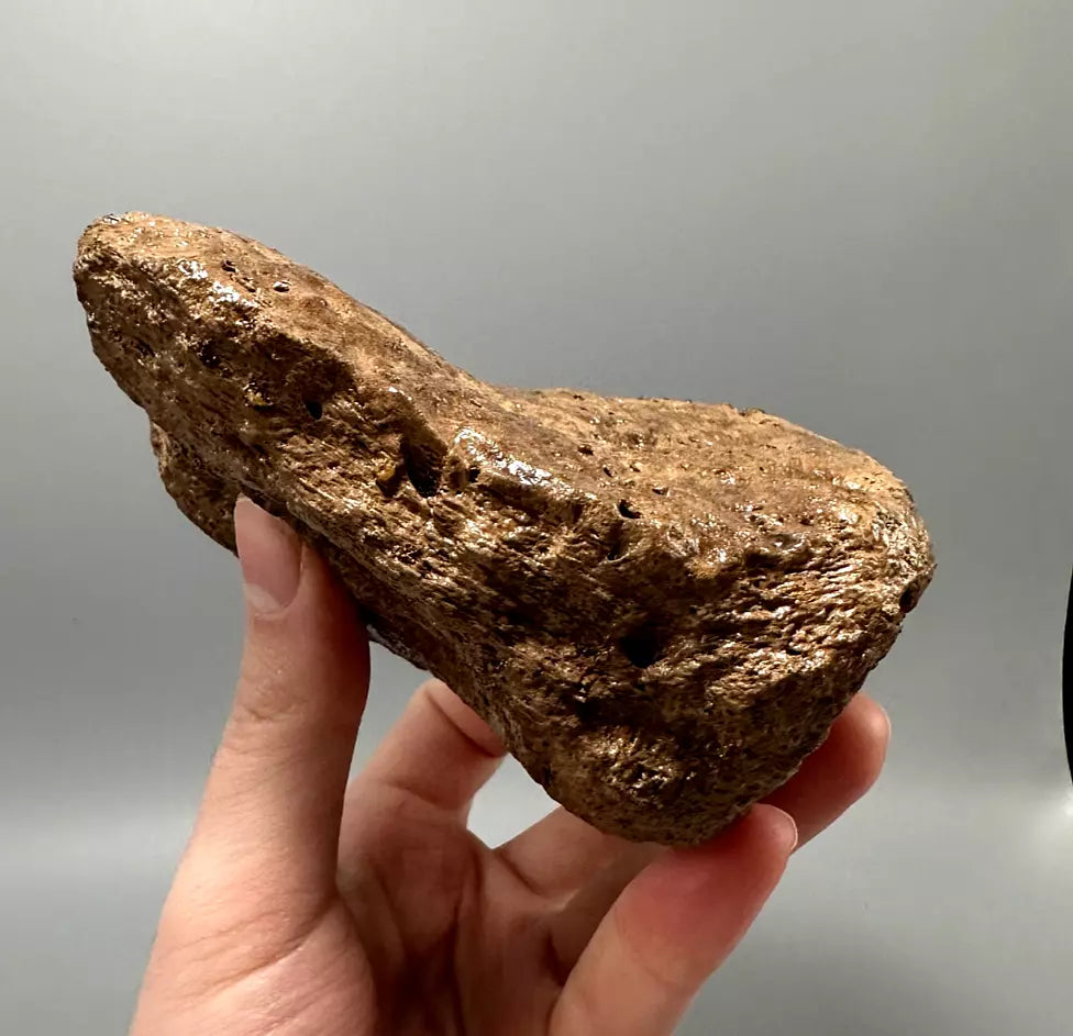 Ankylosaur Scute, Hell Creek Formation