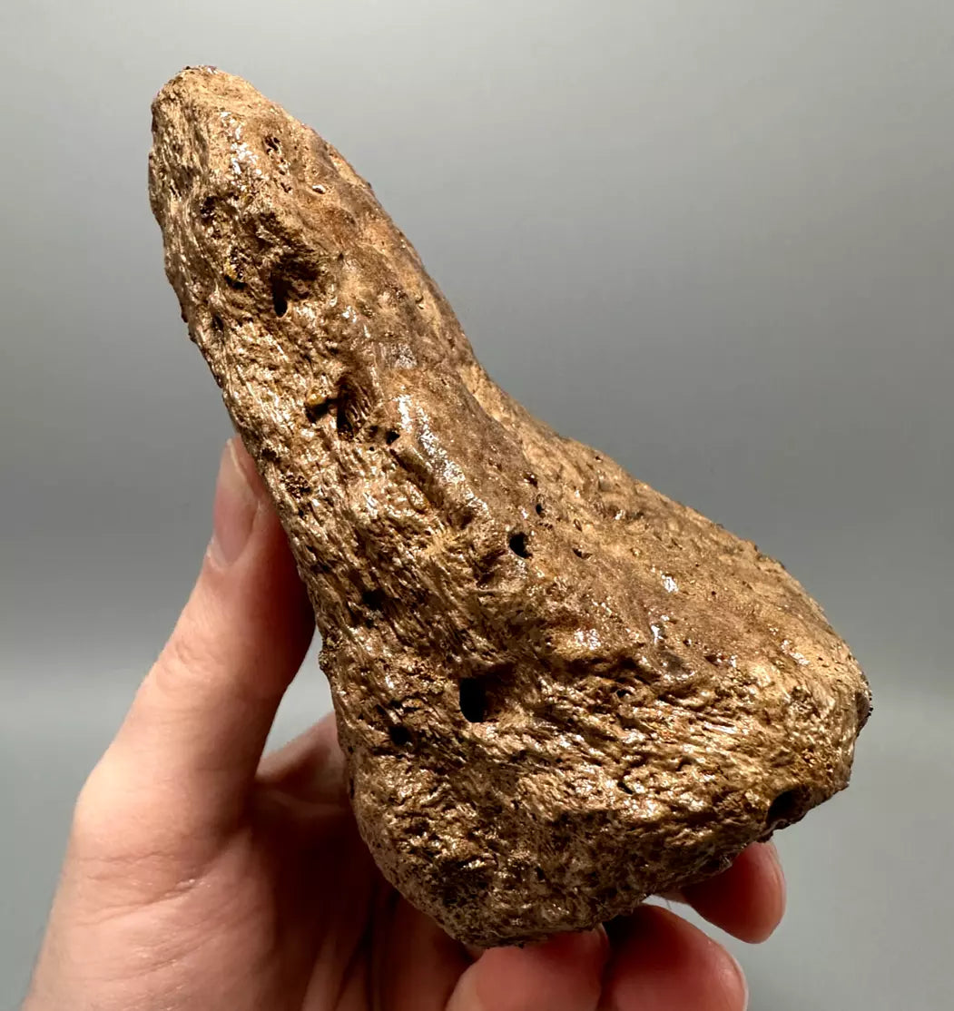 Ankylosaur Scute, Hell Creek Formation