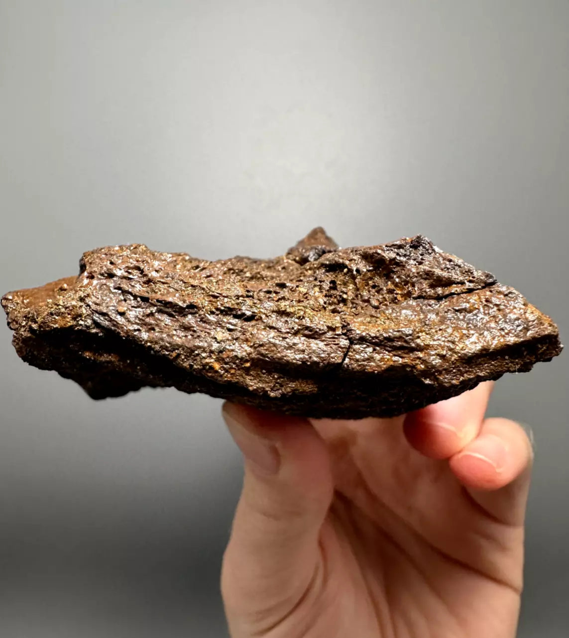 Edmontosaurus Hadrosaur Maxillary Jaw Plate, Hell creek formation