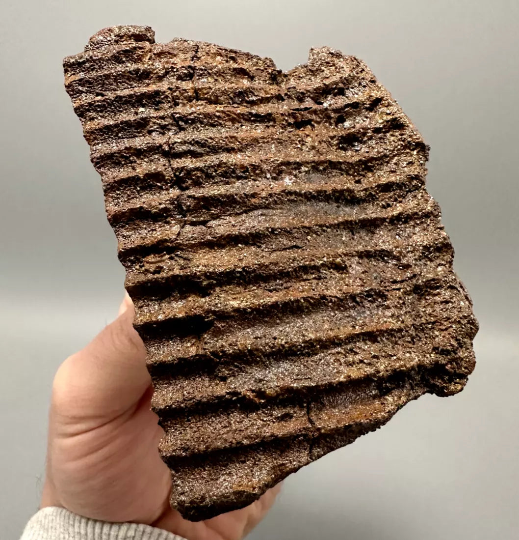 Edmontosaurus Hadrosaur Maxillary Jaw Plate, Hell creek formation